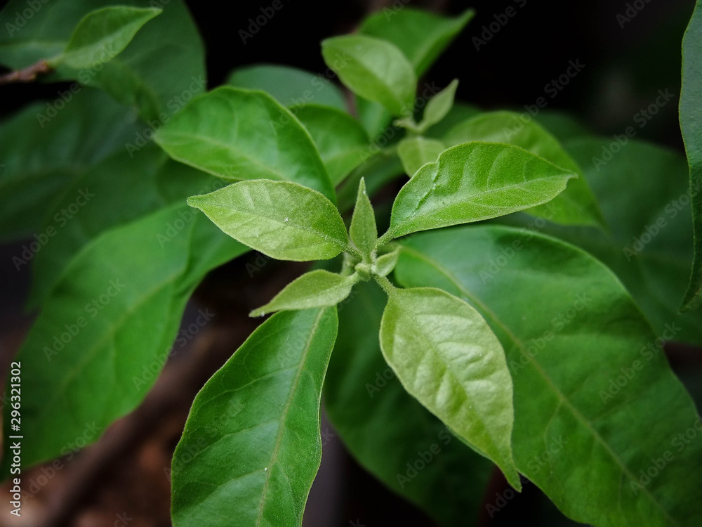 fresh basil leaves in the garden fresh basil leaves in the garden