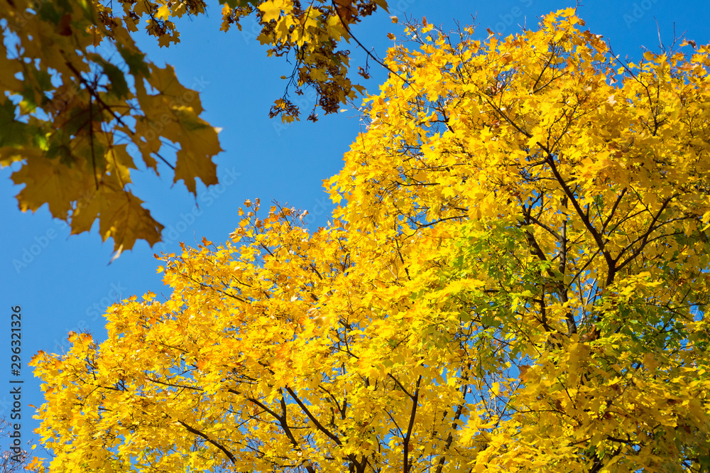 Bright yellow autumn foliage of trees on a background of blue sky