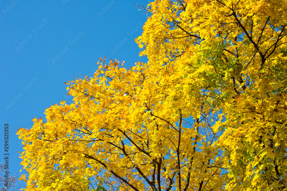 Bright yellow autumn foliage of trees on a background of blue sky Bright yellow autumn foliage of trees on a background of blue sky