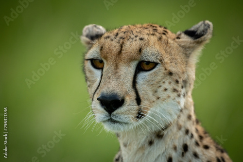 Close-up of cheetah sitting with blurred background