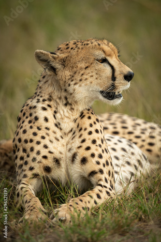 Close-up of cheetah sitting with head turned