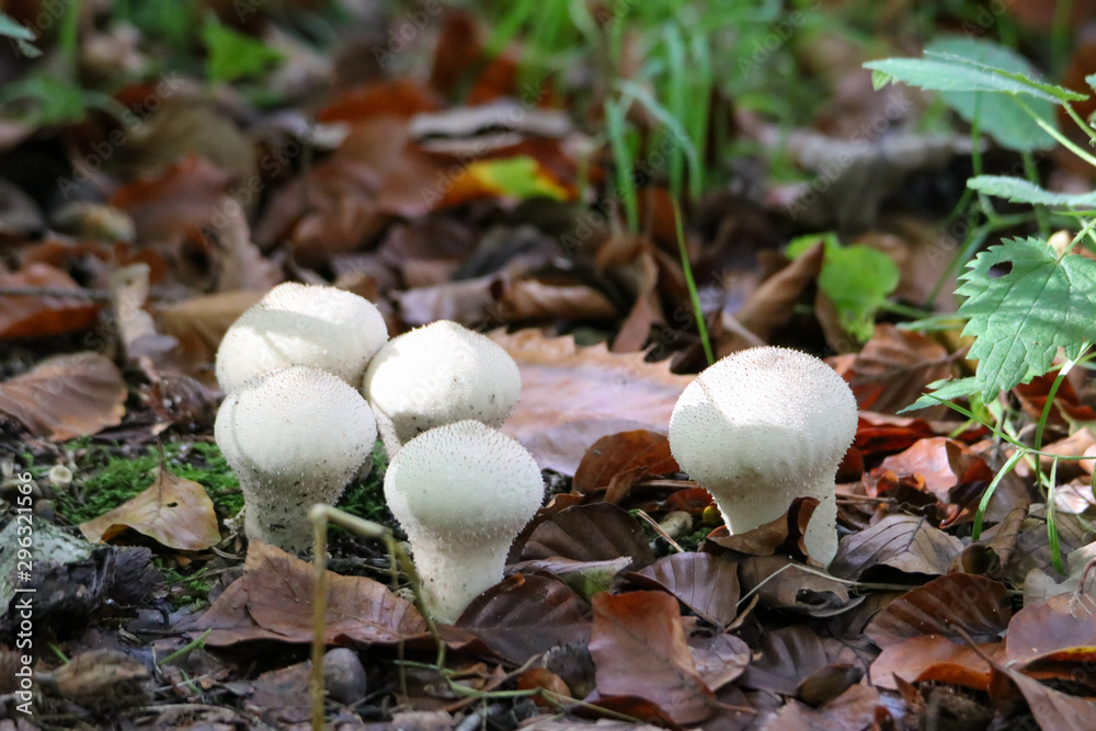 Wald Wald