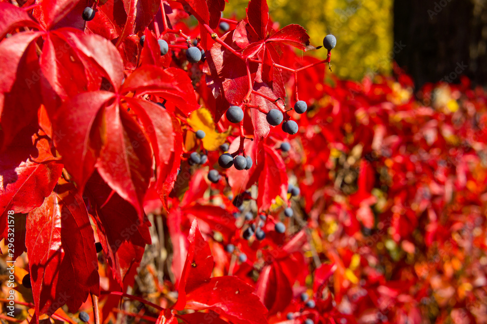 Grapes girlish five-leaf red in the fall