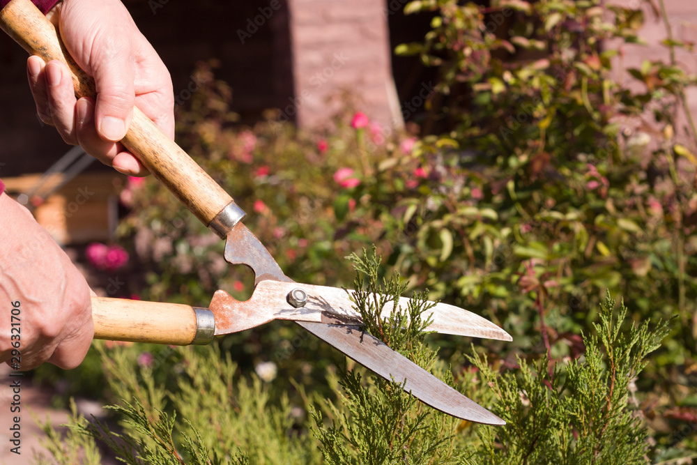 Obraz premium Hand with scissors cuts a branch, landscape designer prepares for autumn in the garden