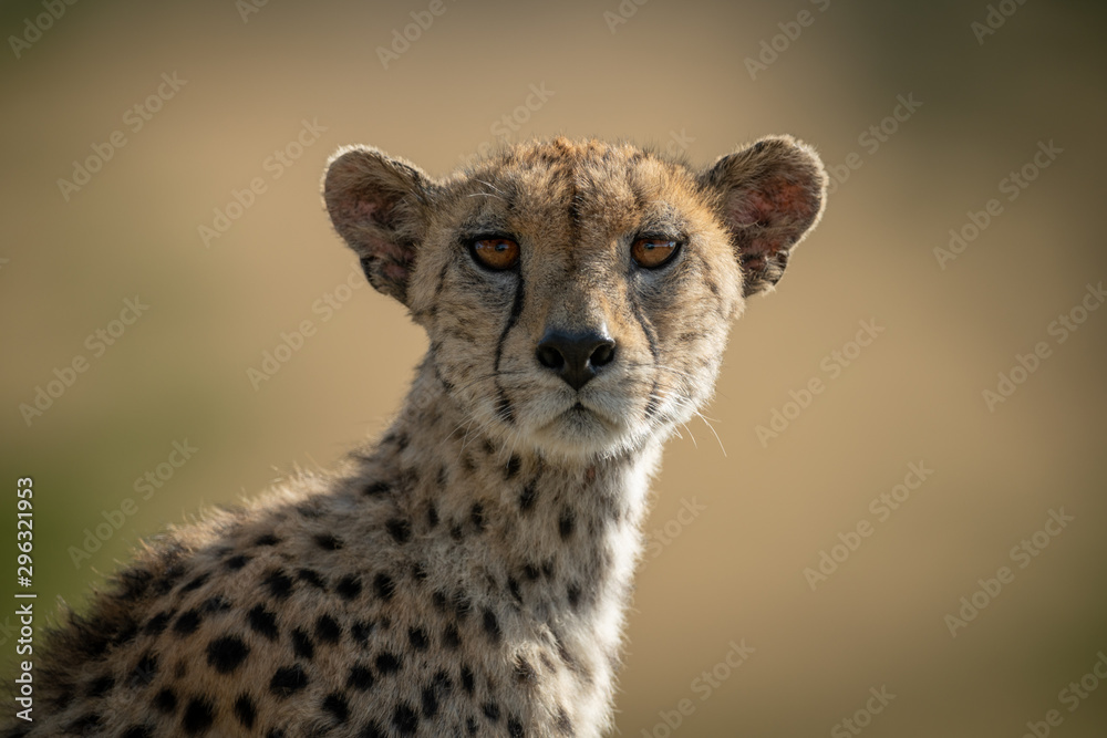 Obraz premium Close-up of female cheetah eyeing camera