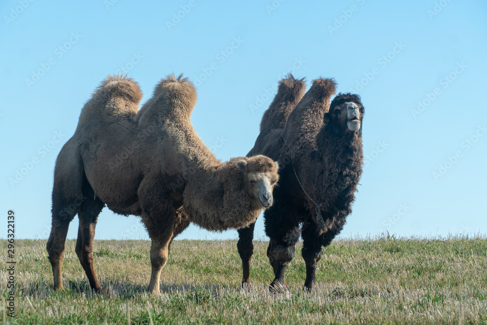 Fototapeta premium two-humped camel in nature