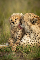 Wandcirkels Olijfgroen Cheeta moeder likt jong welpje  © Nick Dale