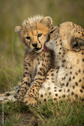 Close-up of female cheetah licking her cub