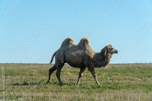 Photography two-humped camel in nature
