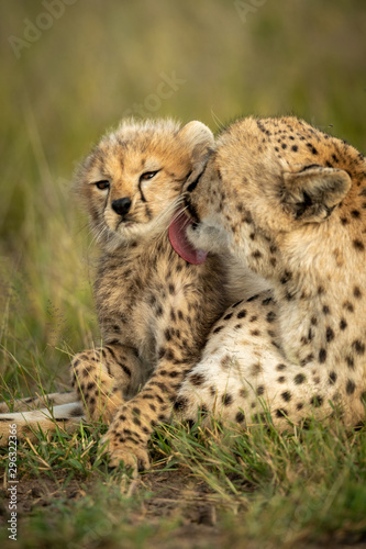 Leinwand Poster Close-up of female cheetah licking young cub