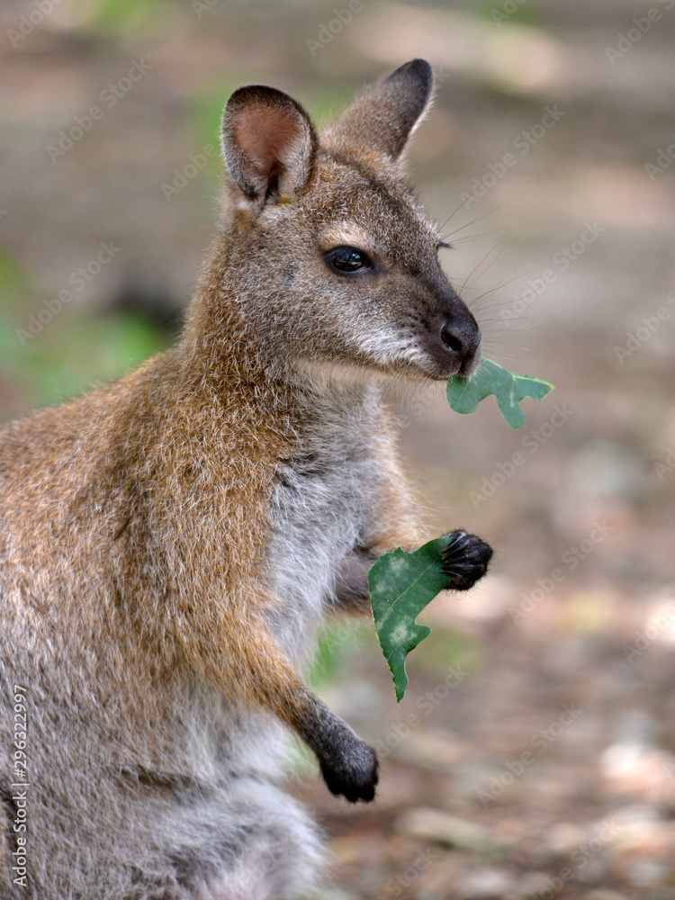 Closeup wallaby of Bennet, or Red-necked wallabies (Macropus rufogriseus) eating leaves Closeup wallaby of Bennet, or Red-necked wallabies (Macropus rufogriseus) eating leaves