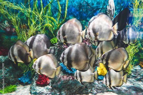 Longfin batfish fishes swimmin around the ocean aquarium tank in Phu Quoc , Vietnam