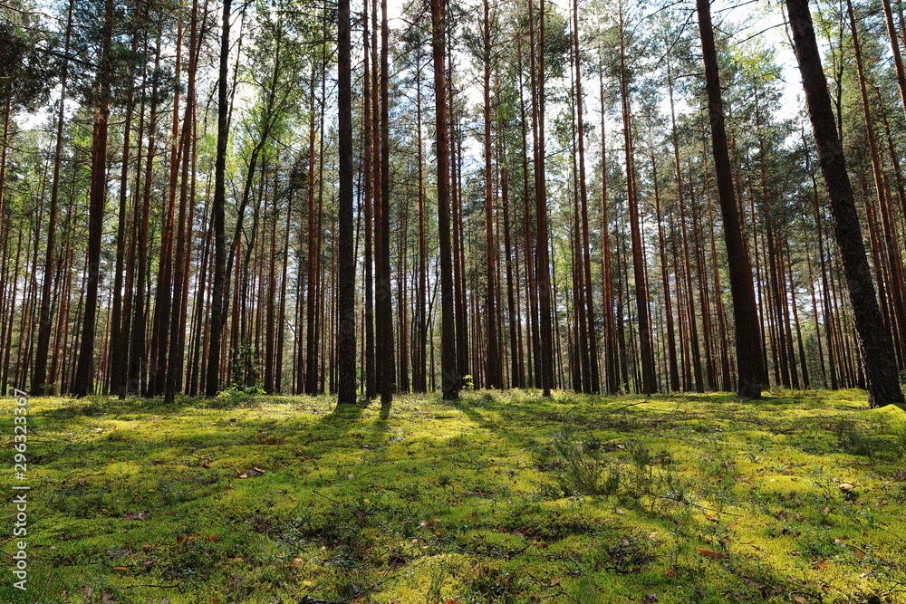 Fototapeta premium Widok dzikiego naturalnego lasu w słoneczny dzień