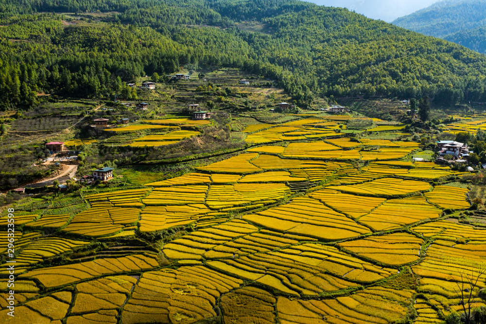 Bhutan Paro Paddy field