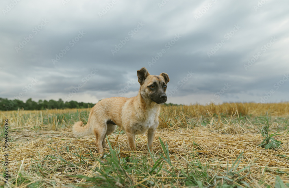 Photo of little mongrel dog on autumn field, looking away. Pets Cotnept. Photo of little mongrel dog on autumn field, looking away. Pets Cotnept.