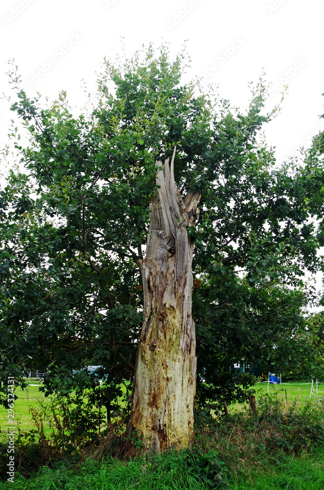 Fototapeta premium trunk of a dead tree