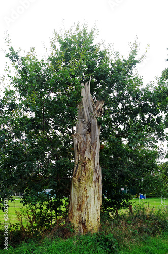 trunk of a dead tree
