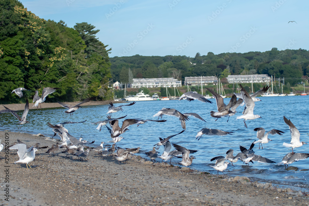 seagulls over Greenwich Bay Harbor Seaport in east greenwich Rhode Island