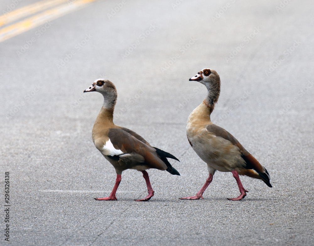 Two Egyptian Geese A Male And Female With Buff Brown And White Feathers Pink Legs And Dark Brown Eye Patches Are Strolling Across A Gray Road Egyptian Geese Mate For Life Stock