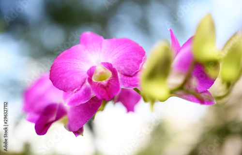 Orchids in the morning garden