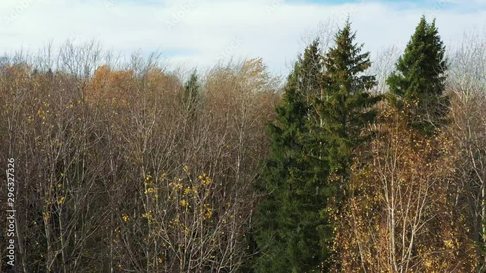 Flying near stunning colorful treetops with turning leaves on sunny autumn day. Beautiful autumn trees in yellow, orange, green forest Flying near stunning colorful treetops with turning leaves on sunny autumn day. Beautiful autumn trees in yellow, orange, green forest