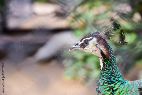 Chai nat Thailand December 26 2019 see birds at Chai NAT Bird Park is a place of chainat province. Bird cage is the biggest in Asia, covering an area of 26 hectares and contains various species birds. photo