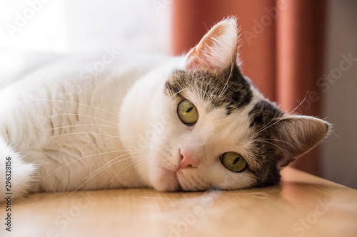 Portrait of white and gray tabby cat with fluffy feet laying on the table