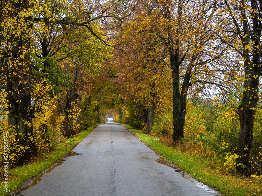 Fototapeta premium Road in the autumn forest in rain. Asphalt road in overcast rainy day. Roadway with trees in kaliningrad region. Empty highway in fall woodland.
