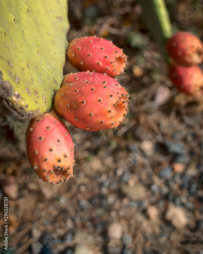 Red prickly pear hanging on the cactus. photo