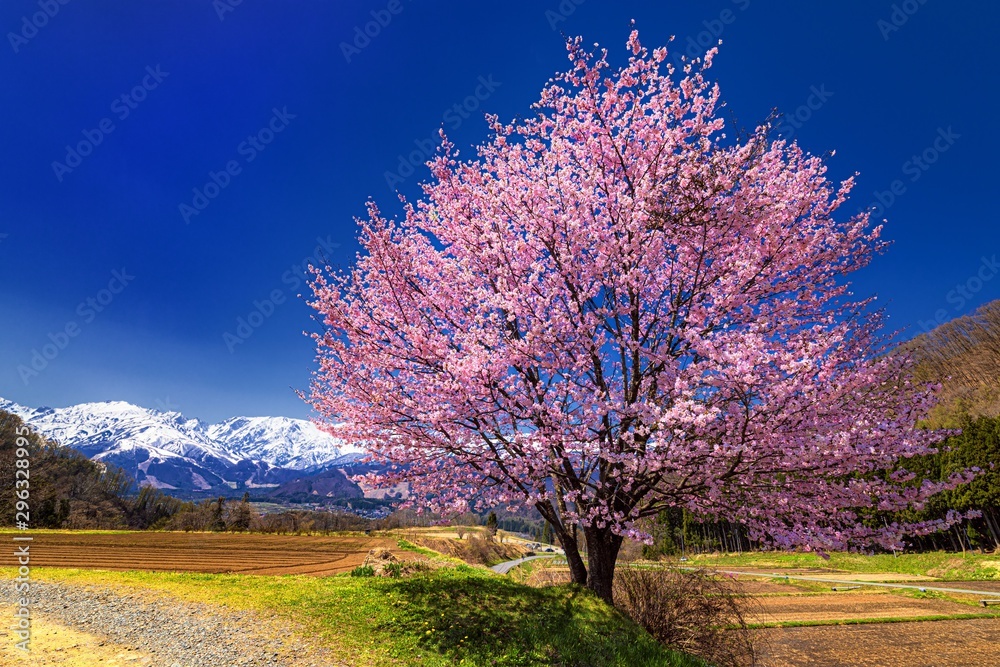 長野県・白馬村 春の野平の一本桜の風景