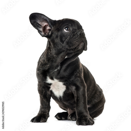 Fototapeta Naklejka Na Ścianę i Meble -  Puppy Black French bulldog sitting and looking away , isolated o