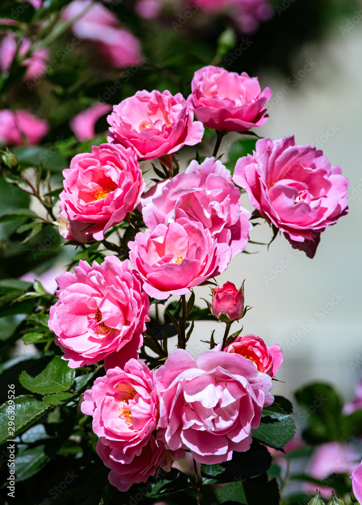 Obraz premium Beautiful Pink Roses Blooming in the Sun in a Green Leaves Garden