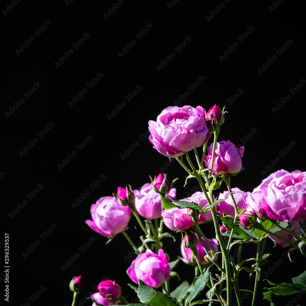 Beautiful Pink Roses Blooming in the Sun on Black Background and Copy Space Beautiful Pink Roses Blooming in the Sun on Black Background and Copy Space