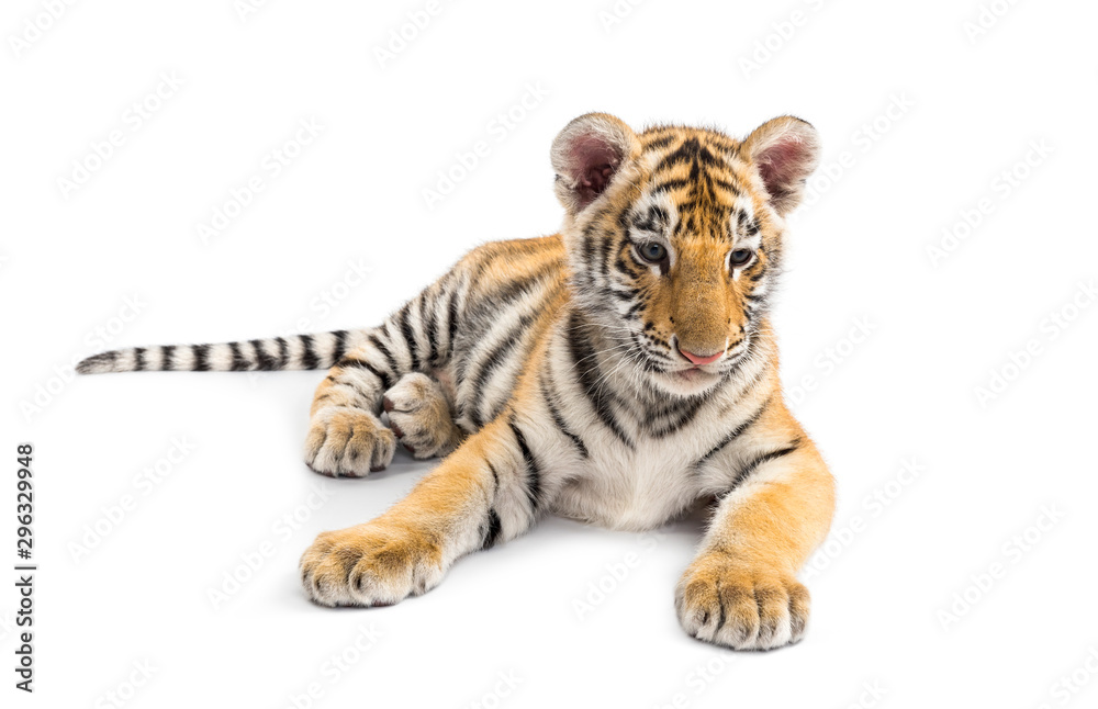 Fototapeta premium Two months old tiger cub lying against white background