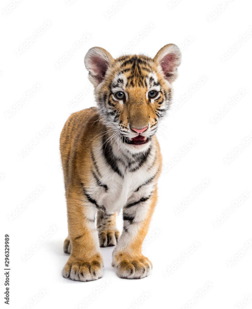 Obraz premium Two months old tiger cub standing against white background