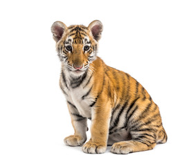 Two months old tiger cub sitting against white background
