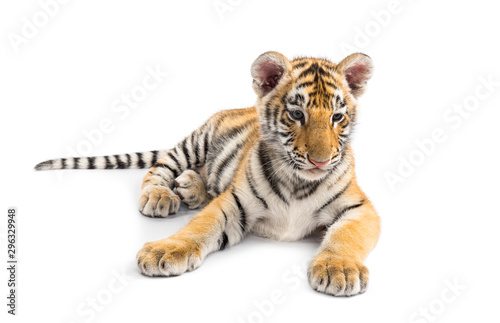 Two months old tiger cub lying against white background