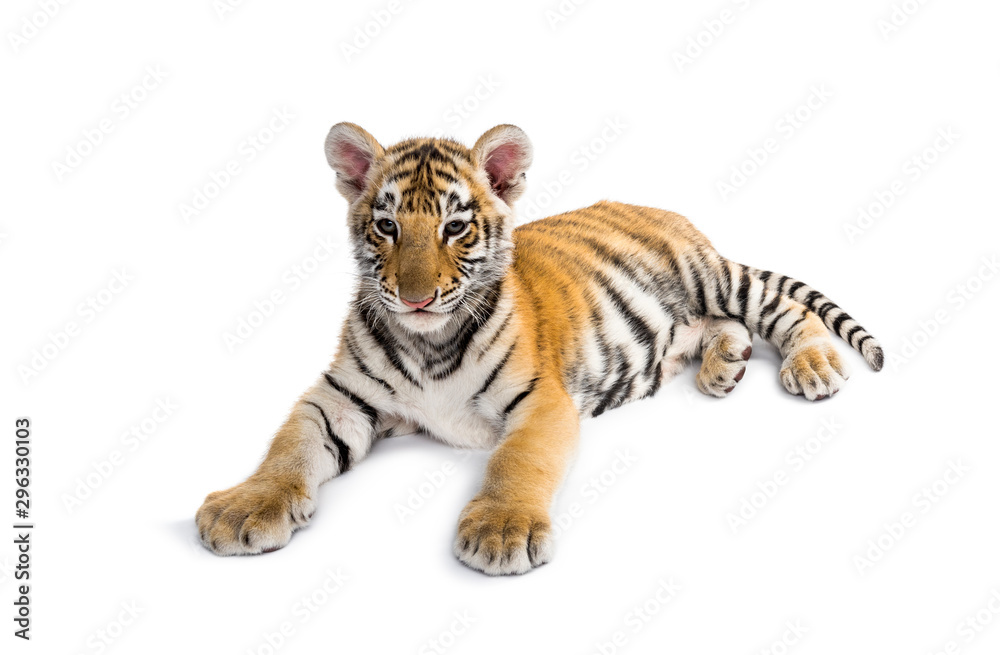 Obraz premium Two months old tiger cub lying against white background