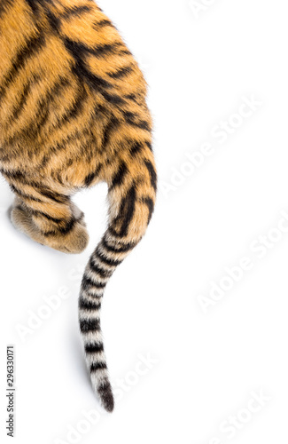 Close up of two months old tiger cubs tail, isolated on white