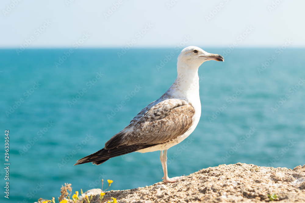 Obraz premium Seagul