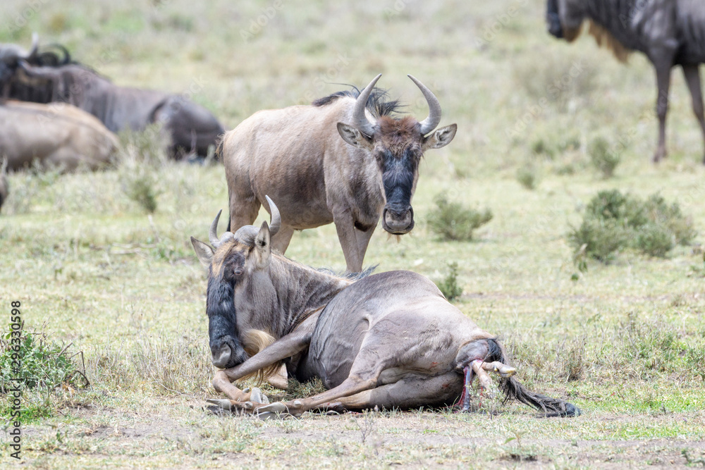 Blue Wildebeest (Connochaetes taurinus) lying down and giving birth to ababy, Ngorongoro conservation area, Tanzania.