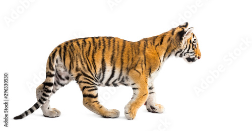 Fototapeta Naklejka Na Ścianę i Meble -  Two months old tiger cub walking against white background