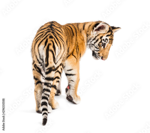 Fototapeta Naklejka Na Ścianę i Meble -  Back view of a two months old tiger cub walking against white ba