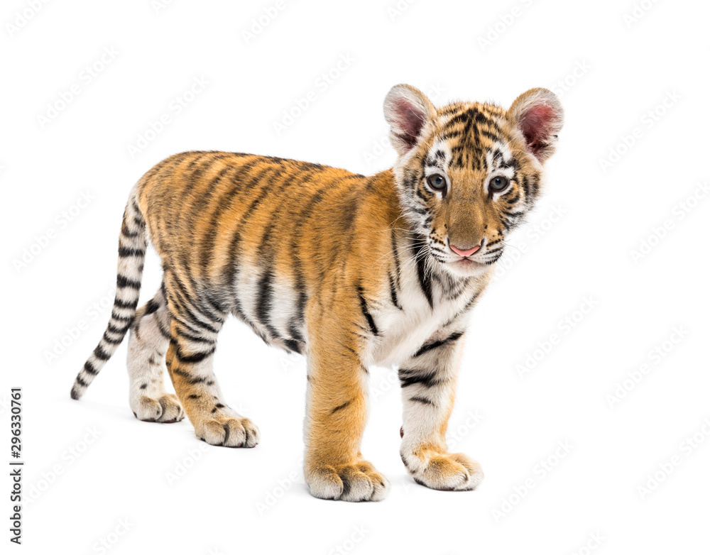 Two months old tiger cub standing against white background