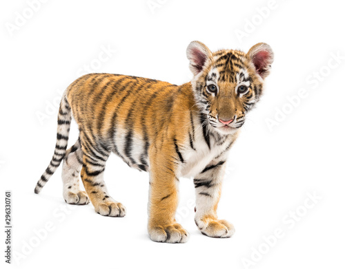 Two months old tiger cub standing against white background