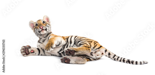 Two months old tiger cub lying against white background