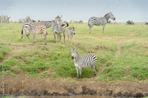 Common or Plains Zebra  Equus quagga  herd standing on the plain at river in the Ngorongor crater  Ngorongoro crater national park  Tanzania