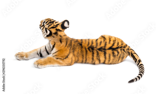 Two months old tiger cub lying against white background