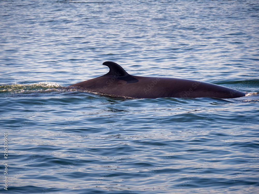 Obraz premium Wal im Sankt-lorenz-Strom
