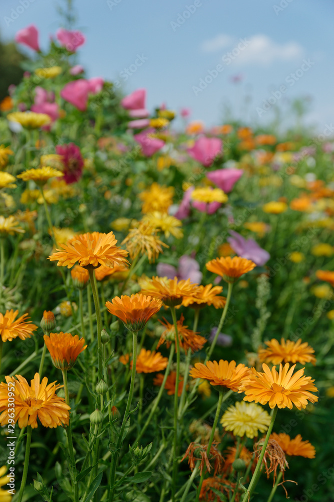 Blumenwiese mit Ringelblumen